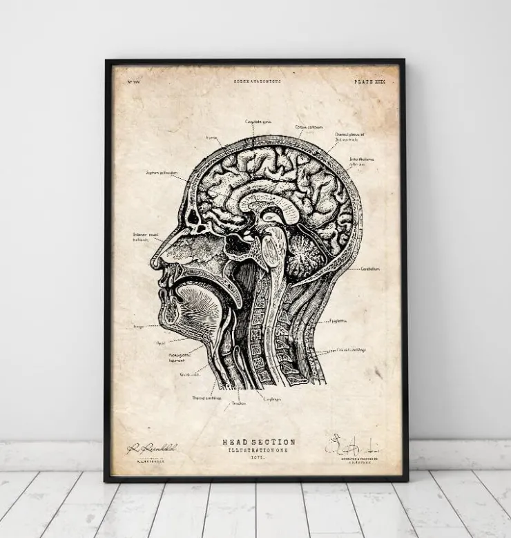Anatomie de la tête I-Codex Anatomicus