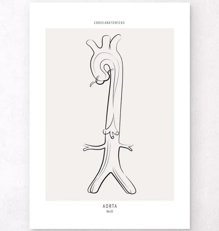 Anatomie de l'aorte - Line Art-Codex Anatomicus Clearance