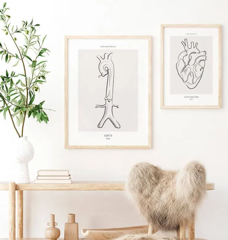 Anatomie de l'aorte - Line Art-Codex Anatomicus Clearance