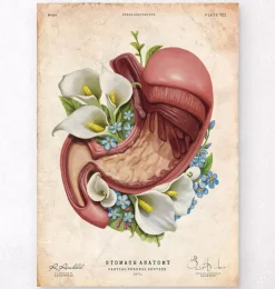 Anatomie de l'estomac - Floral - Vieux Papier-Codex Anatomicus Discount