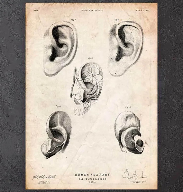 Anatomie de l'oreille-Codex Anatomicus New