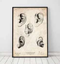 Anatomie de l'oreille-Codex Anatomicus New