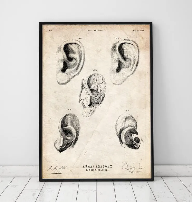 Anatomie de l'oreille-Codex Anatomicus New