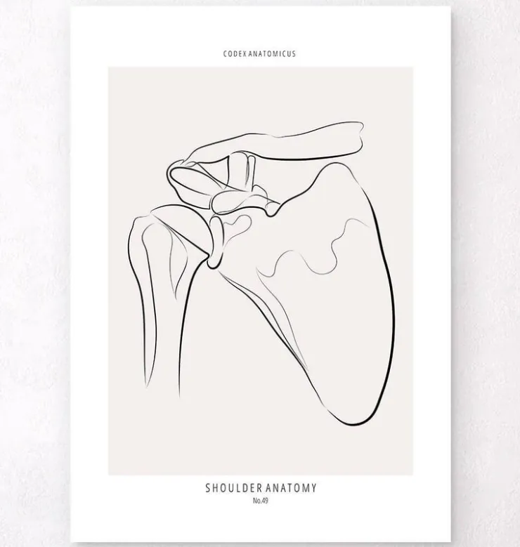 Anatomie de l’épaule - Line Art-Codex Anatomicus Clearance