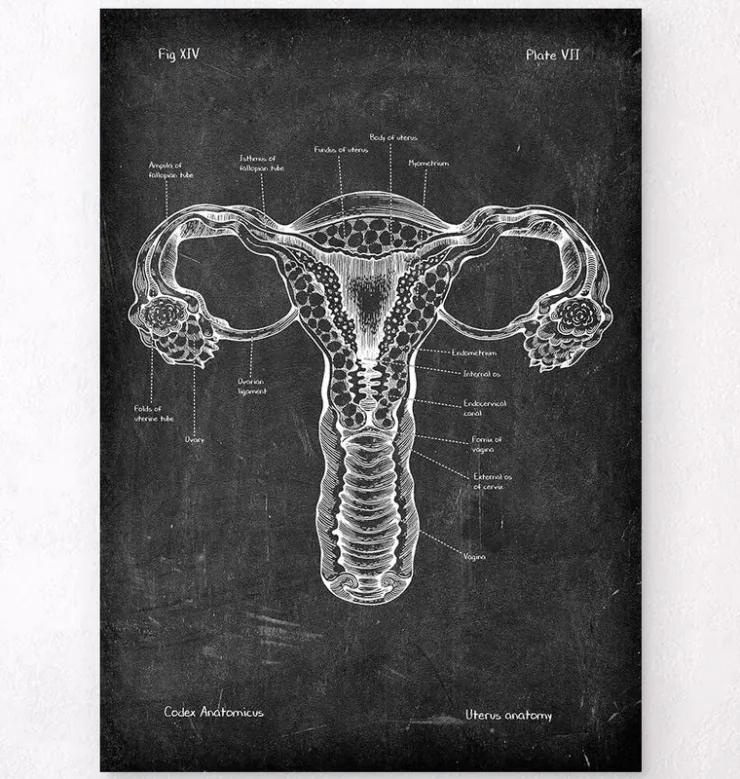Anatomie de l'utérus - Chalkboard-Codex Anatomicus
