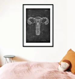 Anatomie de l'utérus - Chalkboard-Codex Anatomicus