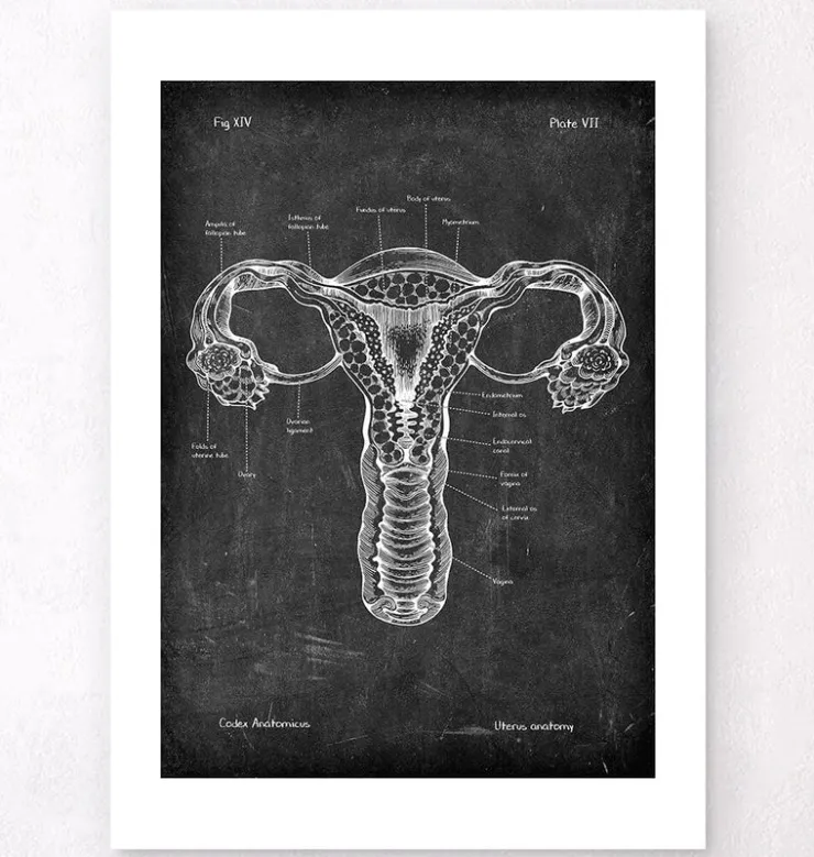 Anatomie de l'utérus - Chalkboard-Codex Anatomicus