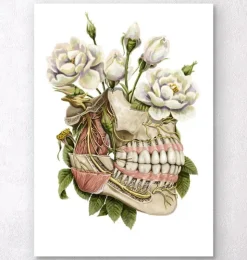 Anatomie dentaire - Floral-Codex Anatomicus Outlet