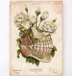 Anatomie dentaire - Floral - Vieux papiers-Codex Anatomicus New