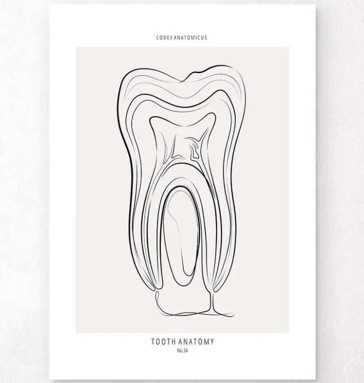 Anatomie dentaire - Line Art-Codex Anatomicus Online