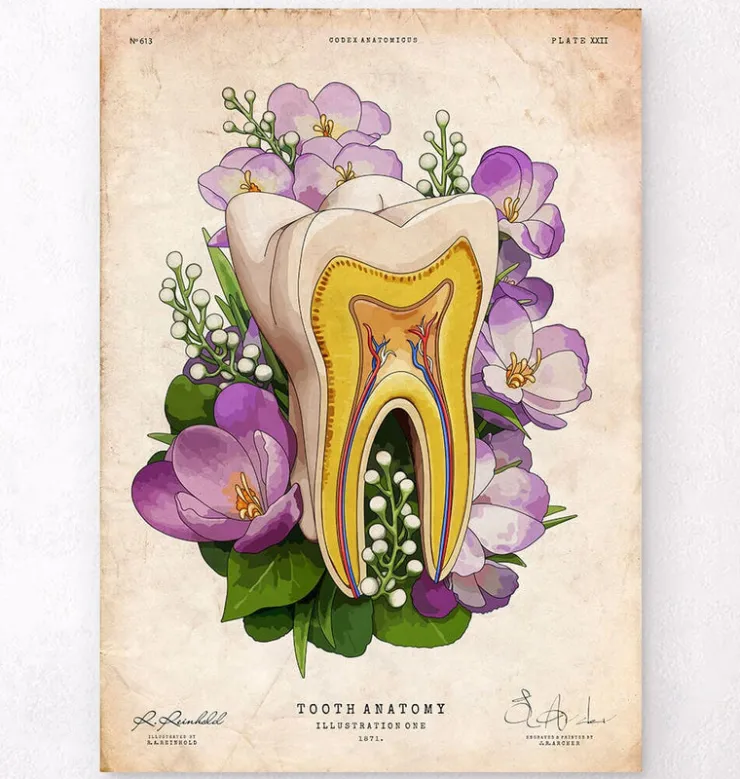 Anatomie dentaire - Vieux papiers-Codex Anatomicus New