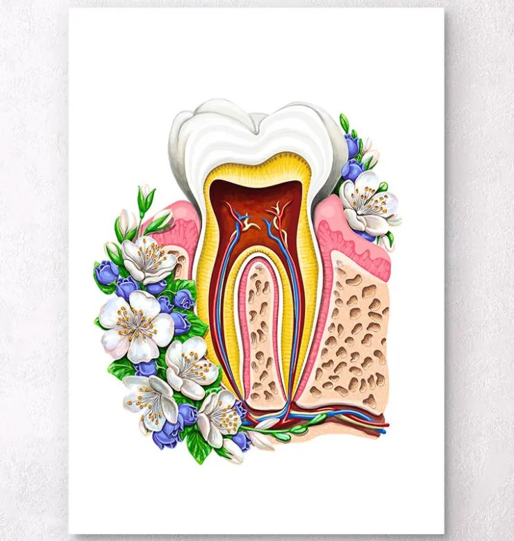 Anatomie dentaire II - Floral - Blanc-Codex Anatomicus New
