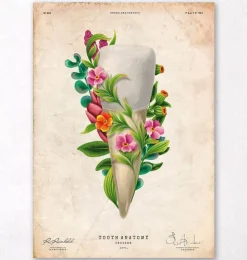 Anatomie dentaire III - Floral - Vintage-Codex Anatomicus Discount