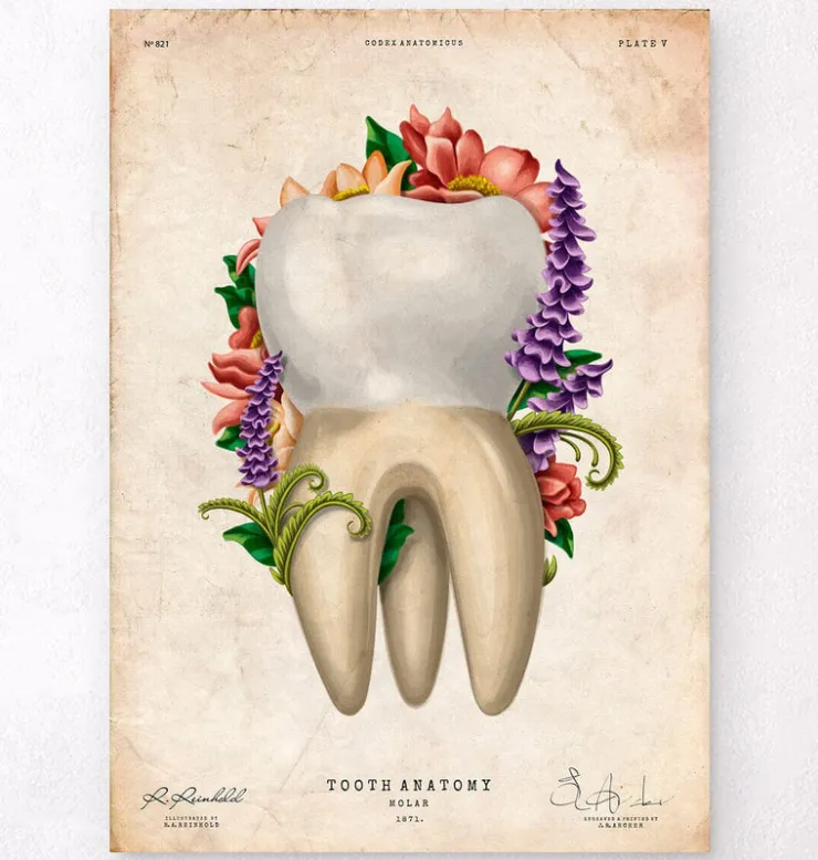 Anatomie dentaire IV - Floral - Vintage-Codex Anatomicus Hot