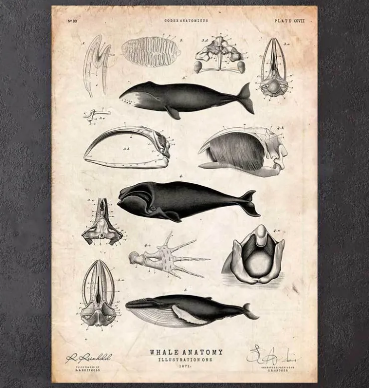 Anatomie des baleines-Codex Anatomicus New