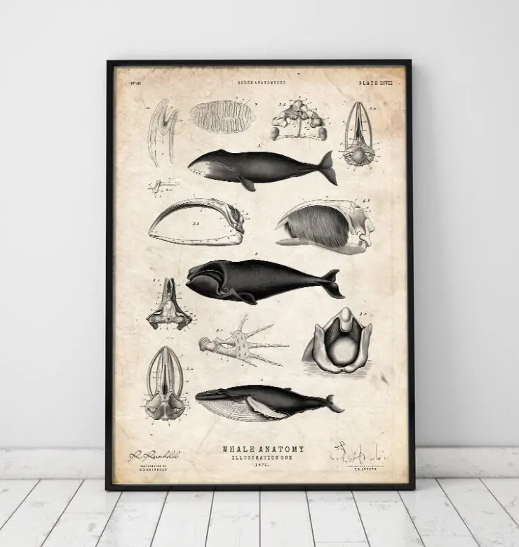 Anatomie des baleines-Codex Anatomicus New