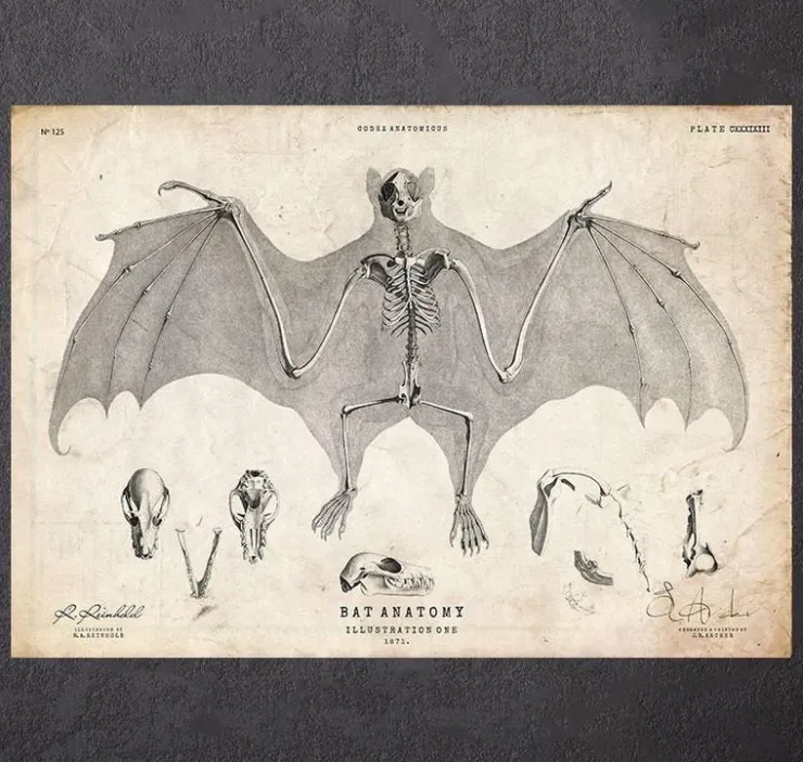 Anatomie des chauves-souris-Codex Anatomicus Online