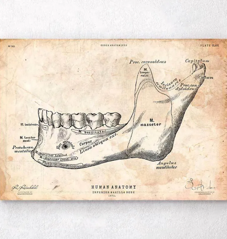 Anatomie des dents et de la mâchoire-Codex Anatomicus Clearance