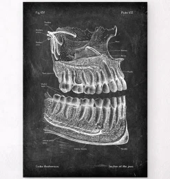 Anatomie des dents et des mâchoires - Chalkboard-Codex Anatomicus Sale