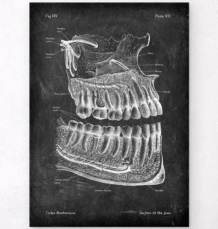 Anatomie des dents et des mâchoires - Chalkboard-Codex Anatomicus Sale