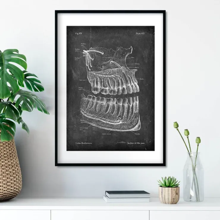 Anatomie des dents et des mâchoires - Chalkboard-Codex Anatomicus Sale