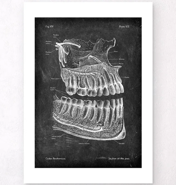 Anatomie des dents et des mâchoires - Chalkboard-Codex Anatomicus Sale