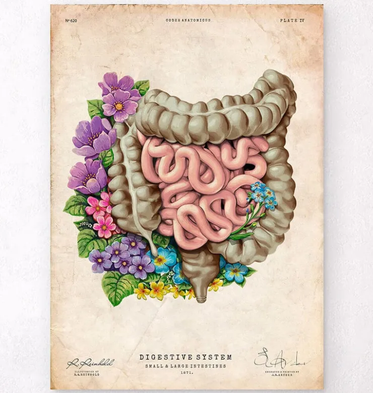 Anatomie des intestins - Floral - Vieux Papier-Codex Anatomicus