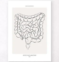 Anatomie des intestins - Line Art-Codex Anatomicus Discount