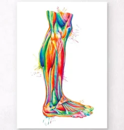 Anatomie des jambes - Aquarelle-Codex Anatomicus New