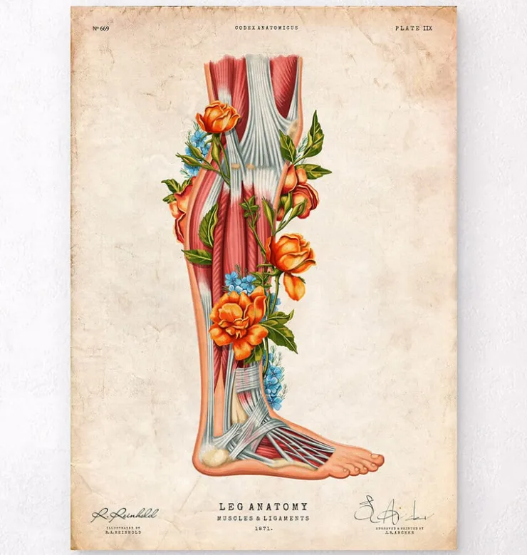Anatomie des jambes - Floral - Vintage-Codex Anatomicus Clearance