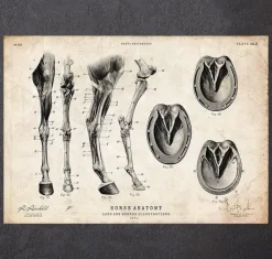 Anatomie des jambes et des sabots du cheval-Codex Anatomicus New