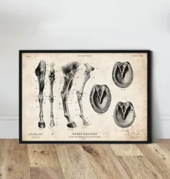 Anatomie des jambes et des sabots du cheval-Codex Anatomicus New