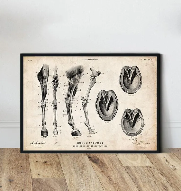 Anatomie des jambes et des sabots du cheval-Codex Anatomicus New