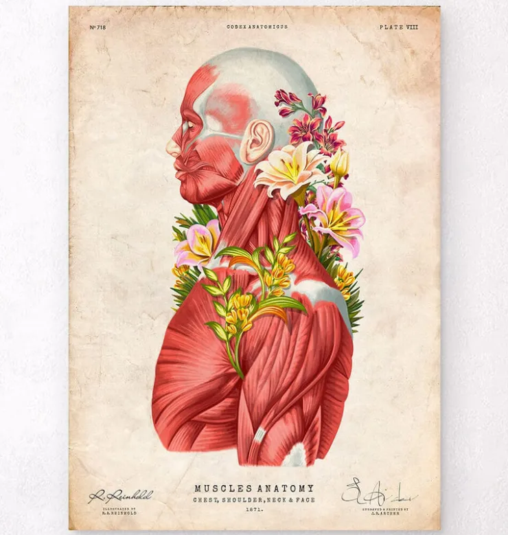 Anatomie des muscles - Floral - Vintage-Codex Anatomicus Best