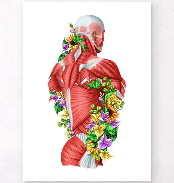 Anatomie des muscles - Floral - Blanc-Codex Anatomicus Best