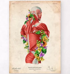 Anatomie des muscles - Floral - Vintage-Codex Anatomicus