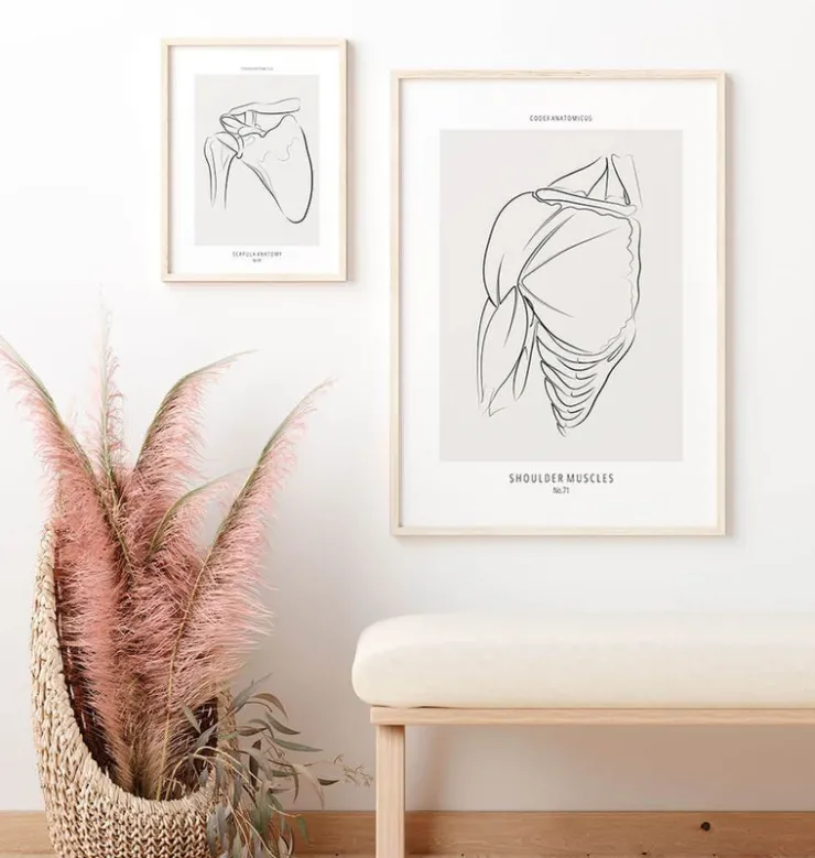 Anatomie des muscles de l'épaule - Line Art-Codex Anatomicus
