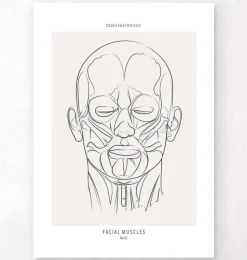 Anatomie des muscles du visage - Line Art-Codex Anatomicus