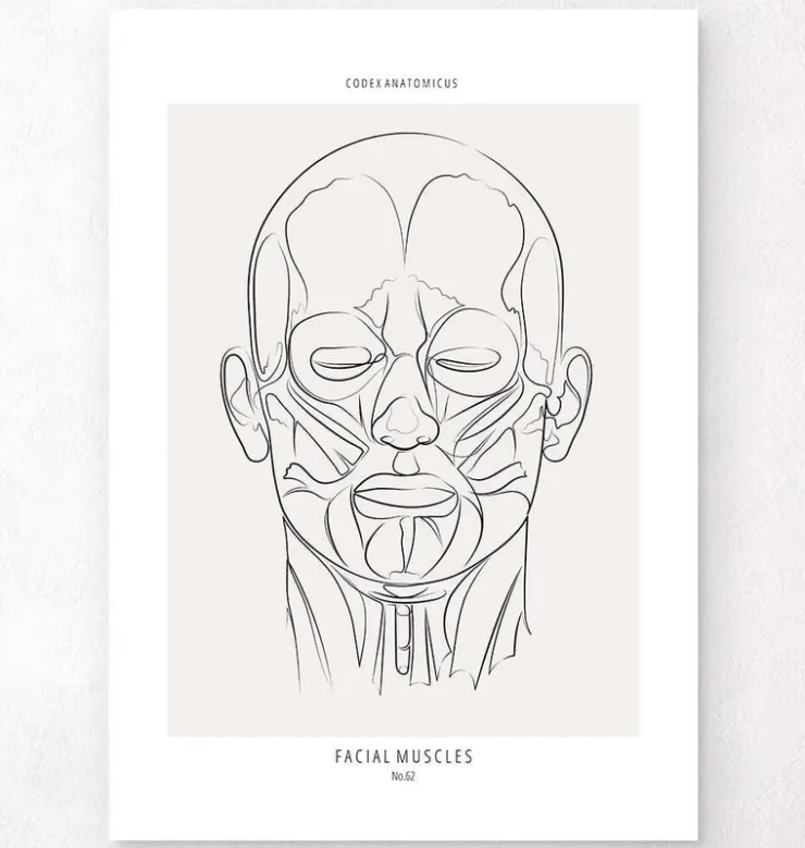 Anatomie des muscles du visage - Line Art-Codex Anatomicus