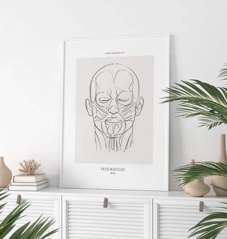 Anatomie des muscles du visage - Line Art-Codex Anatomicus
