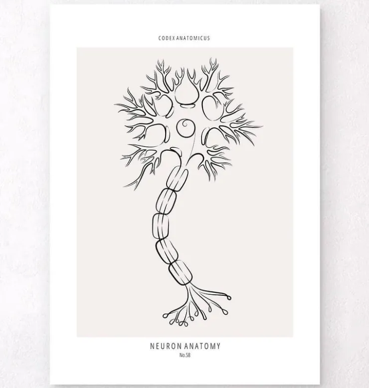Anatomie des neurones - Line Art-Codex Anatomicus Online