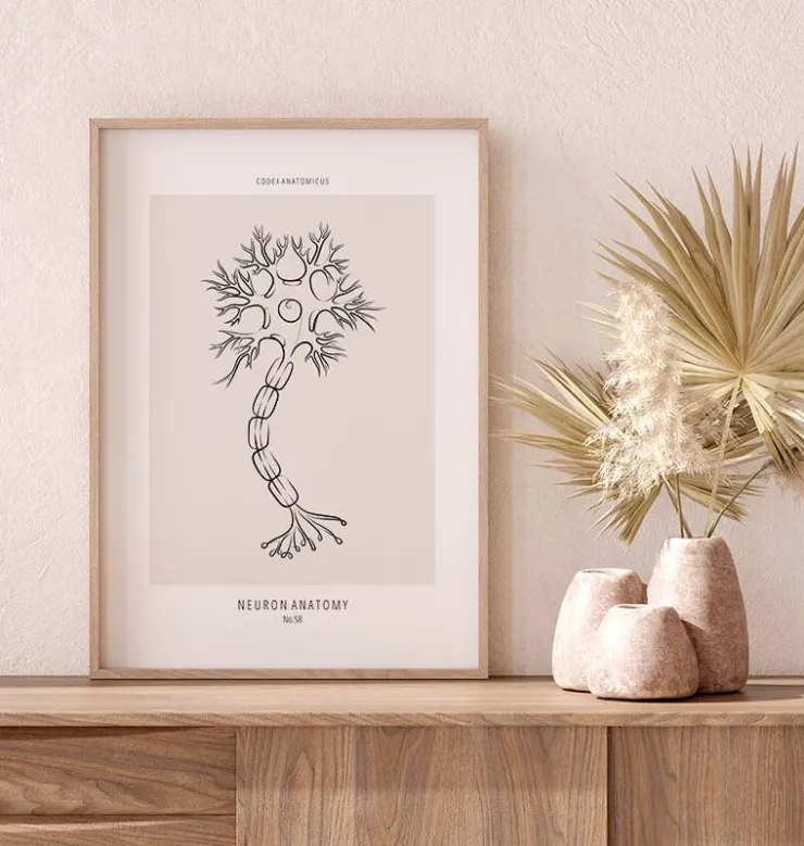 Anatomie des neurones - Line Art-Codex Anatomicus Online