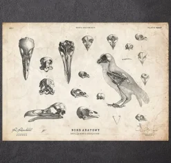 Anatomie des oiseaux - crânes et squelette-Codex Anatomicus Sale