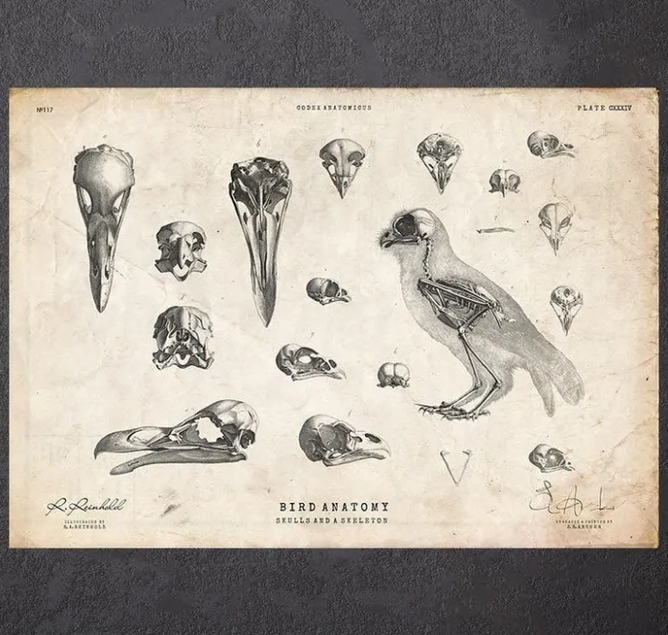 Anatomie des oiseaux - crânes et squelette-Codex Anatomicus Sale