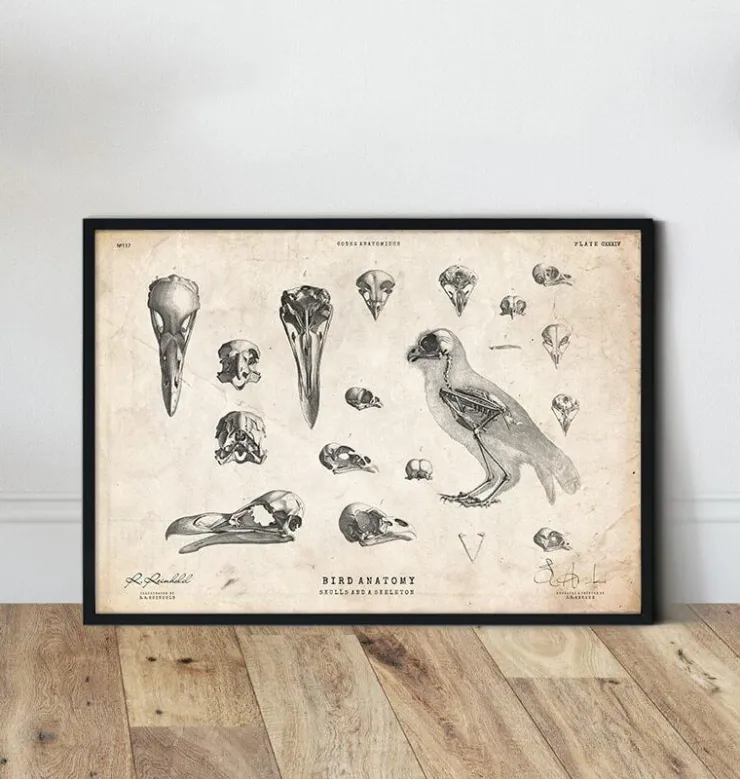 Anatomie des oiseaux - crânes et squelette-Codex Anatomicus Sale
