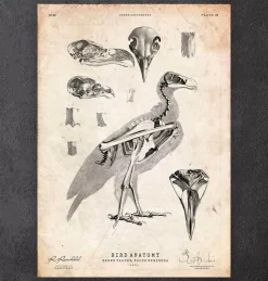 Anatomie des oiseaux - Faucon-Codex Anatomicus Online