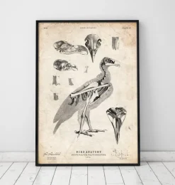 Anatomie des oiseaux - Faucon-Codex Anatomicus Online