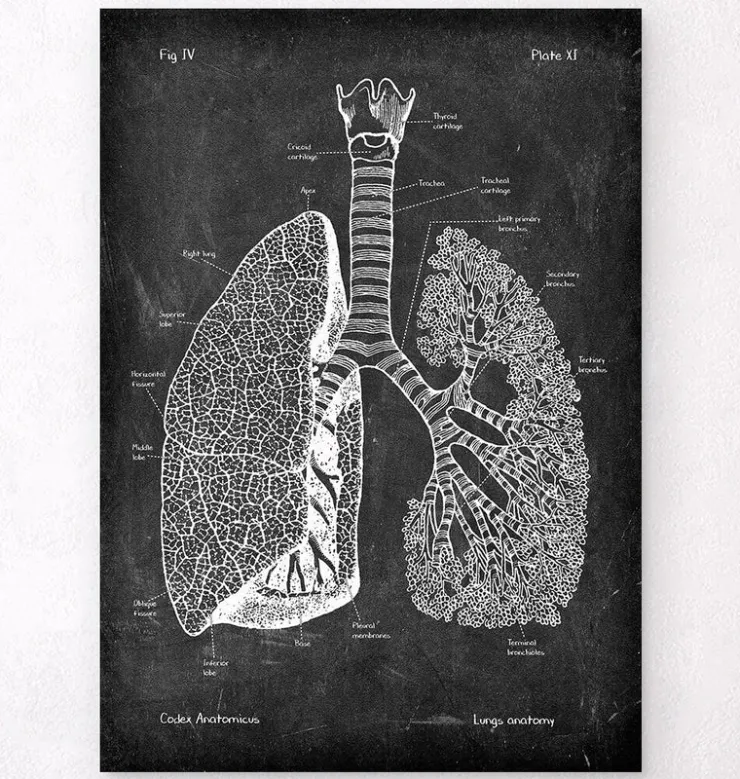 Anatomie des poumons - Chalkboard-Codex Anatomicus Hot