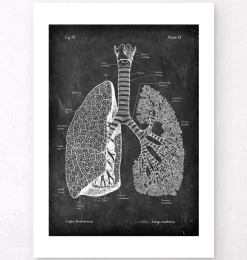Anatomie des poumons - Chalkboard-Codex Anatomicus Hot