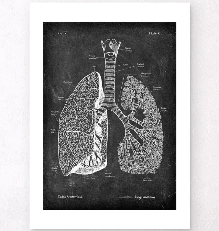 Anatomie des poumons - Chalkboard-Codex Anatomicus Hot